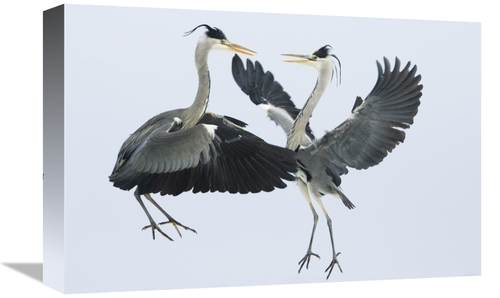 Global Gallery GCS-398492-1218-142 12 x 18 in. Grey Heron Pair Fightin