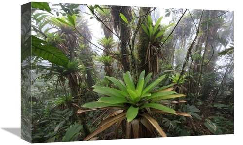 Global Gallery  12 x 18 in. Bromeliad & Tree Fern At 1600 Meters Altit