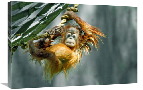 Global Gallery GCS-486595-30-142 30 in. Look What I Can Do Art Print -