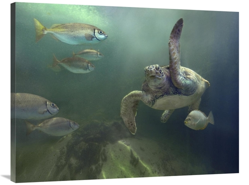 Global Gallery GCS-396160-3040-142 30 x 40 in. Green Sea Turtle & Fish