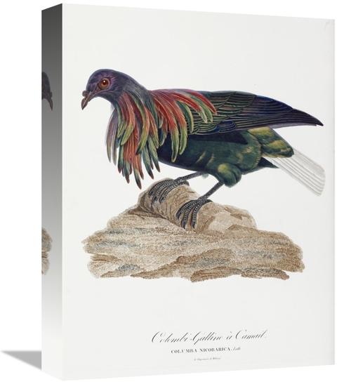 Global Gallery GCS-268195-16-142 16 in. Columba Nicobarica Art Print -