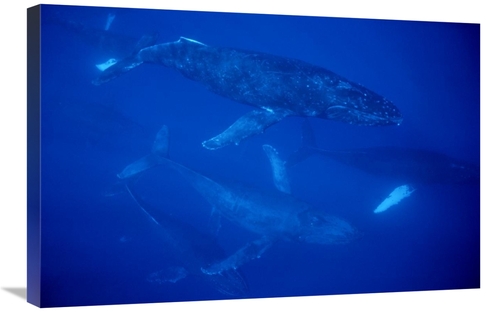Global Gallery GCS-450932-2030-142 20 x 30 in. Humpback Whale Travelin