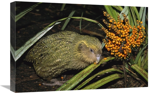 Global Gallery GCS-451746-1624-142 16 x 24 in. Kakapo Flightless Feedi