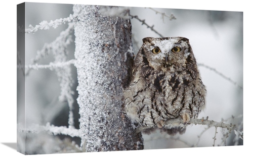 Global Gallery GCS-397070-1624-142 16 x 24 in. Western Screech Owl Per