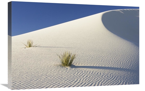 Global Gallery GCS-452614-2030-142 20 x 30 in. Yuccas in Gypsum Sand D