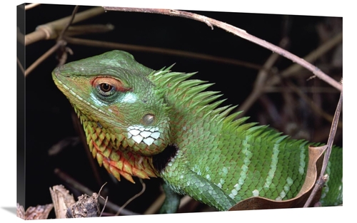 Global Gallery GCS-450696-2436-142 24 x 36 in. Lizard Portrait, Si