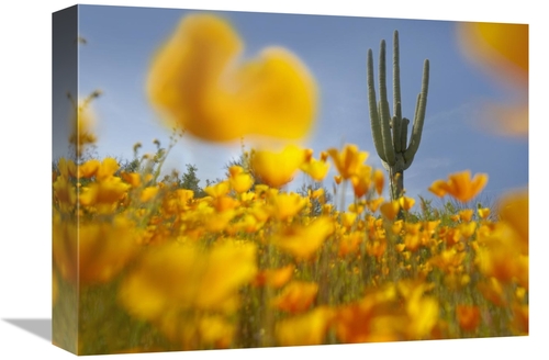 Global Gallery GCS-395953-1216-142 12 x 16 in. Saguaro Cactus & Califo