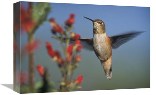 Global Gallery GCS-396837-1218-142 12 x 18 in. Rufous Hummingbird Feed