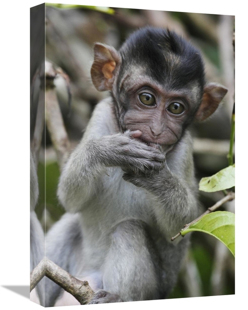 Global Gallery GCS-397703-1218-142 12 x 18 in. Long-Tailed Macaque Bab