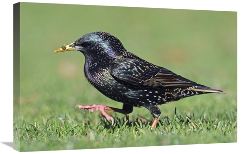 Global Gallery GCS-397454-2030-142 20 x 30 in. Common Starling Walking