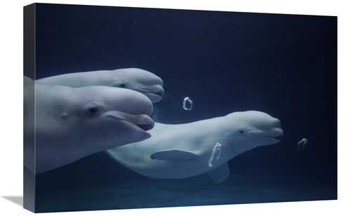 Global Gallery GCS-397698-1624-142 16 x 24 in. Beluga Whale Trio Blowi