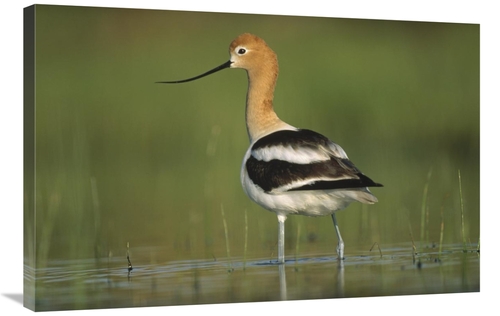 24 x 36 in. American Avocet in Breeding Plumage Wading Though Shallow 