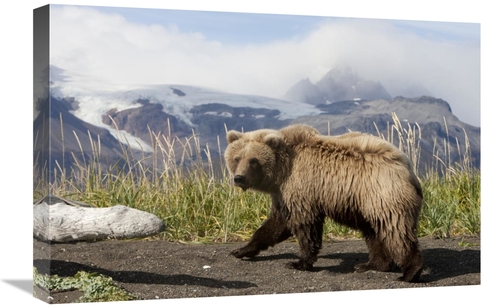 Global Gallery GCS-395419-1624-142 16 x 24 in. Grizzly Bear Yearling&#