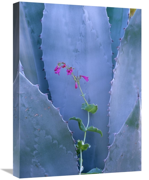 Global Gallery GCS-452219-1824-142 18 x 24 in. Agave & Parrys Penstemo