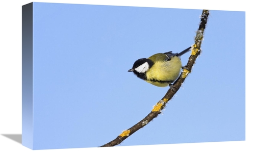 Global Gallery GCS-452716-1218-142 12 x 18 in. Great Tit in Winter&#44