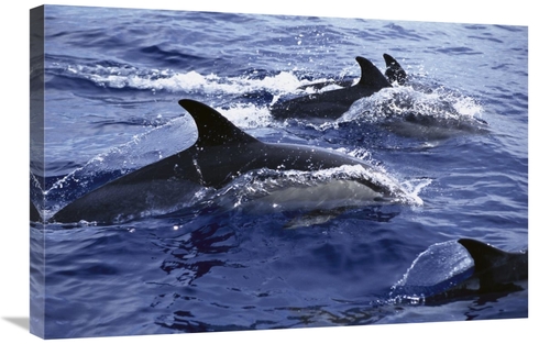 Global Gallery GCS-450562-2030-142 20 x 30 in. Common Dolphin Pod Swim