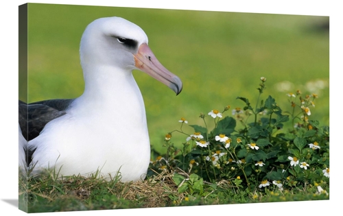 Global Gallery GCS-451419-2030-142 20 x 30 in. Laysan Albatross Nestin