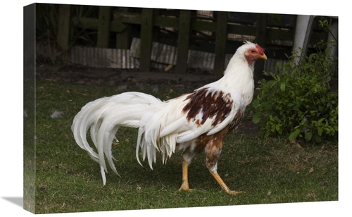 Global Gallery GCS-397445-1624-142 16 x 24 in. Domestic Chicken, R