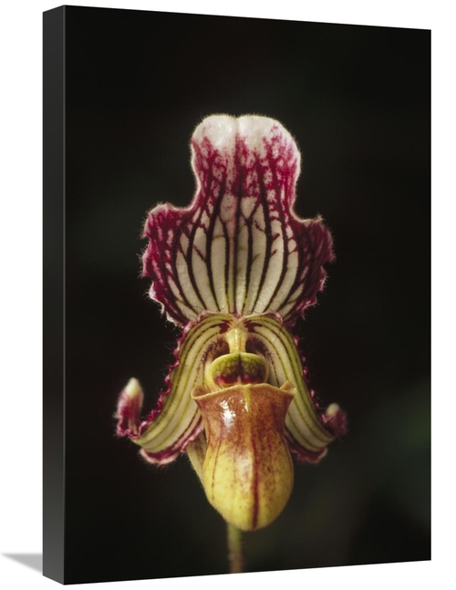 Global Gallery GCS-452849-1624-142 16 x 24 in. Fairy Paphiopedilum Flo