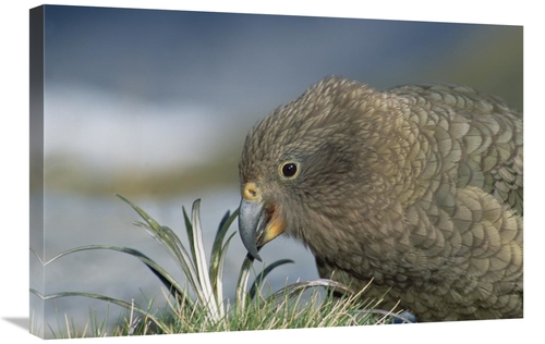 Global Gallery GCS-451505-2030-142 20 x 30 in. Kea Feeding, Fox Gl