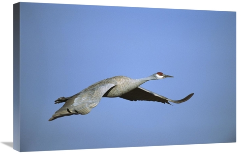 Global Gallery GCS-453285-2030-142 20 x 30 in. Sandhill Crane Flying&#