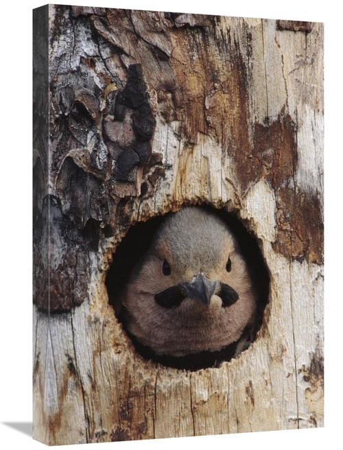 Global Gallery GCS-451928-1624-142 16 x 24 in. Northern Flicker Woodpe