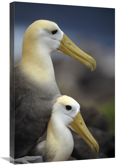 Global Gallery GCS-451403-2030-142 20 x 30 in. Waved Albatrosses Matin