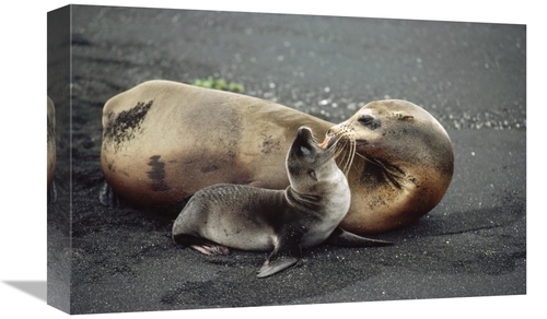 Global Gallery GCS-451160-1218-142 12 x 18 in. Galapagos Sea Lion Moth