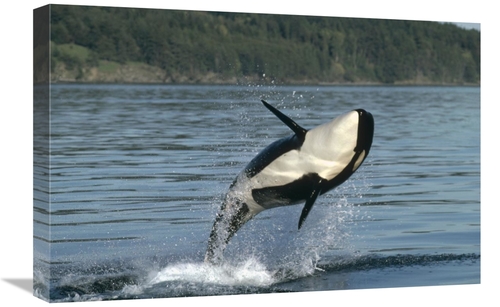 Global Gallery GCS-395750-1624-142 16 x 24 in. Orca Breaching Along th