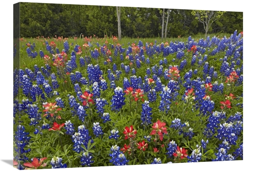 Global Gallery GCS-396619-2432-142 24 x 32 in. Bluebonnet & Paintbrush