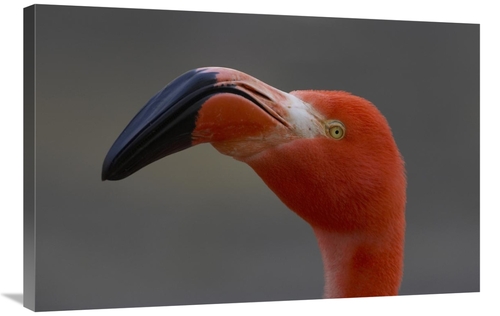 Global Gallery GCS-450896-2436-142 24 x 36 in. Greater Flamingo Portra