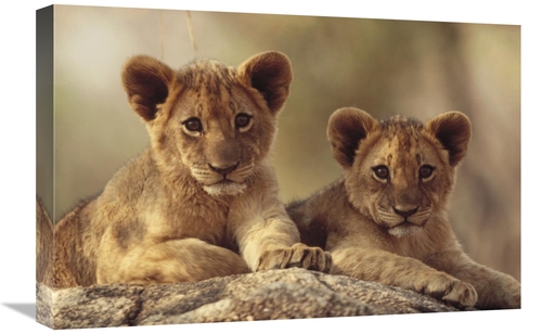Global Gallery GCS-396905-1624-142 16 x 24 in. African Lion Cubs Resti