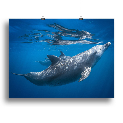 Dolphin at the surface Canvas Print or Poster