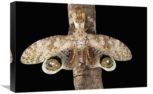 Global Gallery GCS-398555-1624-142 16 x 24 in. Lantern Bug with False 