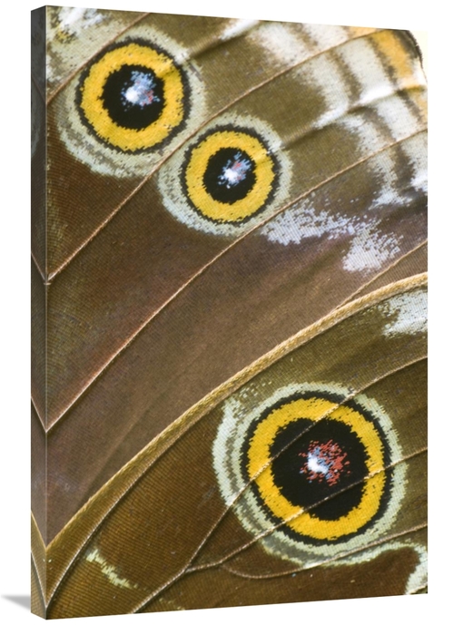 Global Gallery GCS-397367-2436-142 24 x 36 in. Blue Morpho Butterfly W