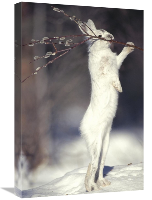 Global Gallery GCS-451848-1624-142 16 x 24 in. Snowshoe Hare Feeding o