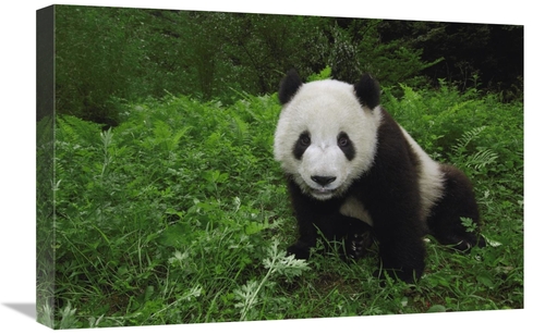 Global Gallery GCS-453072-1624-142 16 x 24 in. Giant Panda Looking At 