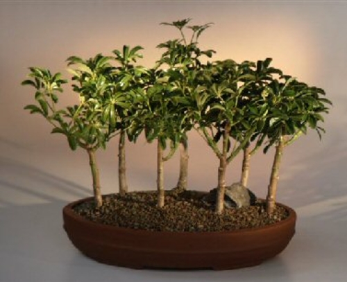 Hawaiian Umbrella Bonsai Tree 7 Tree Forest Group(arboricola