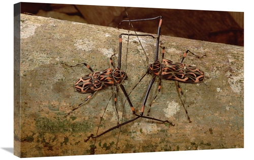 Global Gallery GCS-451019-2030-142 20 x 30 in. Harlequin Beetle Pair C