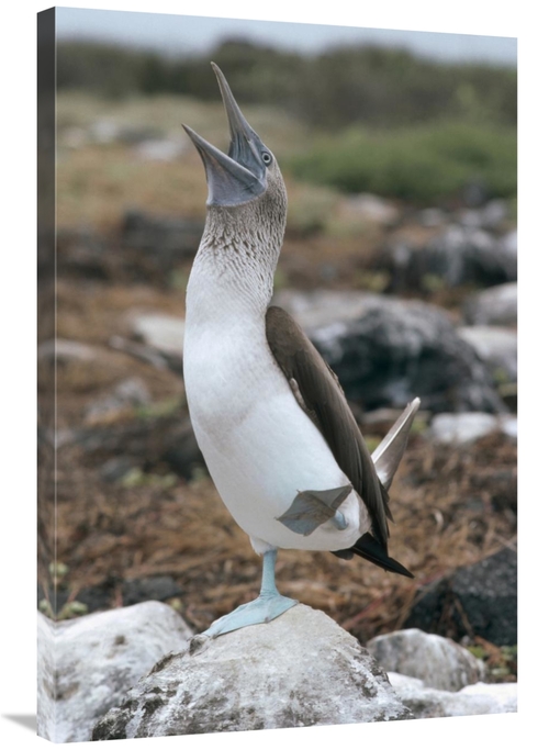 Global Gallery GCS-451095-2436-142 24 x 36 in. Blue-Footed Booby Court