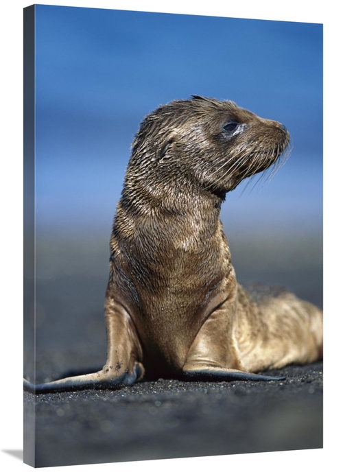 Global Gallery GCS-451238-2436-142 24 x 36 in. Galapagos Sea Lion Pup 