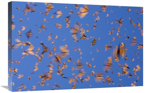 Global Gallery GCS-395344-2030-142 20 x 30 in. Monarch Butterflies Fly