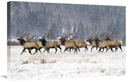 Global Gallery GCS-486627-30-142 30 in. Band of Brothers in the Snow A