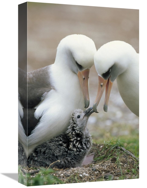 Global Gallery GCS-451416-1218-142 12 x 18 in. Laysan Albatross Parent