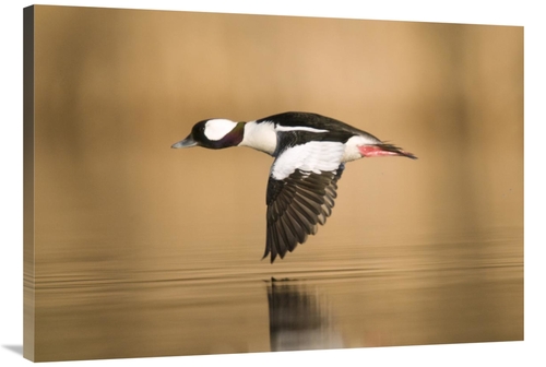 Global Gallery GCS-397386-40-142 40 in. Bufflehead Male Flying, Is