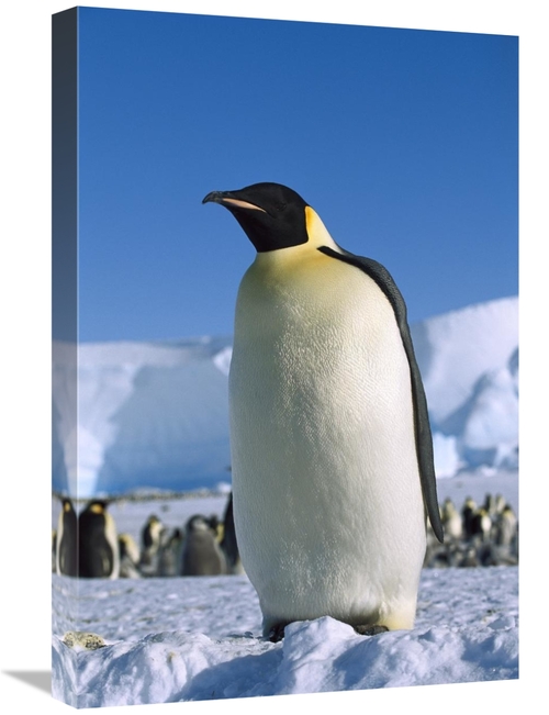 Global Gallery GCS-452326-1624-142 16 x 24 in. Emperor Penguin Portrai