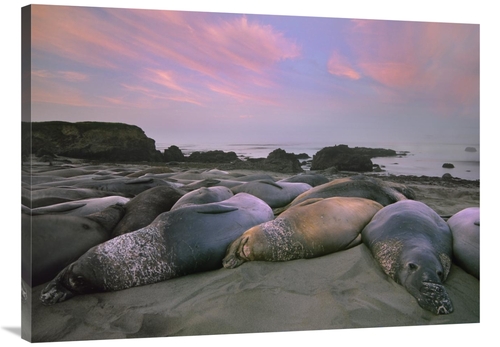 Global Gallery GCS-452208-3040-142 30 x 40 in. Northern Elephant Seals