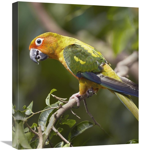 Global Gallery GCS-396082-22-142 22 in. Sun Parakeet, Native to So