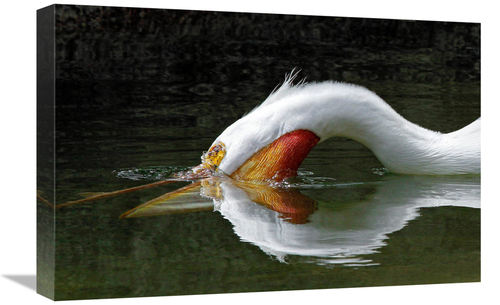 Global Gallery GCS-486598-22-142 22 in. The Dive Art Print - Vic Schen