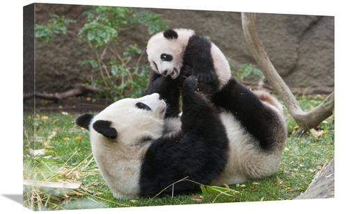 Global Gallery GCS-398151-1624-142 16 x 24 in. Giant Panda Mother & Cu